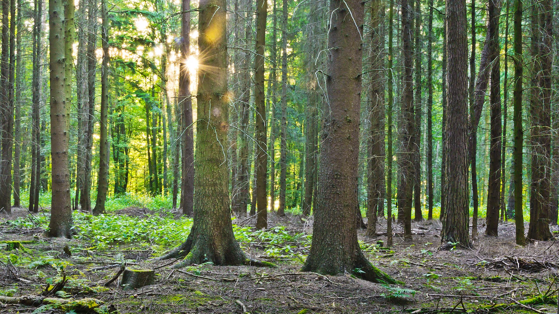 Wald - Nachwachsender Rohstoff Holz